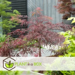 Acer Palmatum 'garnet' - Set De 2 - Erable - Pot 19cm - Hauteur 60-70cm -Promos Jardesia Magasin 64594fca3d1201.97776738