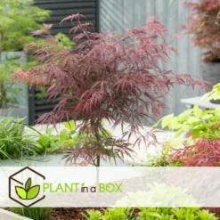 Acer Palmatum 'garnet' - Set De 2 - Erable - Pot 19cm - Hauteur 60-70cm -Promos Jardesia Magasin 64594fca4b0651.02108510