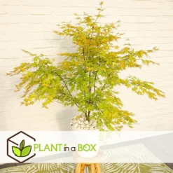 Erable Japonais 'orange Lace' - Set De 2 - Erable - Pot 19 - Hauteur 60-70cm 7 Erable Japonais 'orange Lace' - Set De 2 - Erable - Pot 19 - Hauteur 60-70cm -Promos Jardesia Magasin 64594fd92a0775.57085083