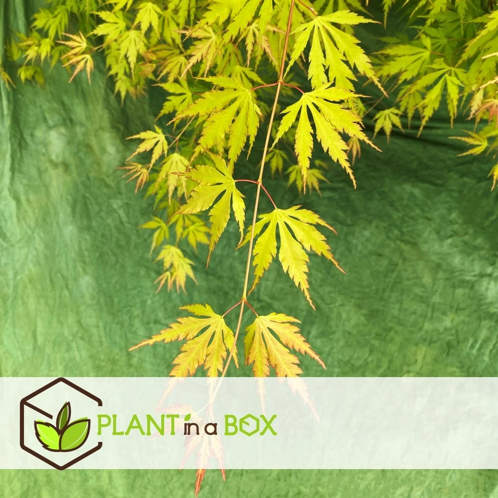 Erable Japonais 'orange Lace' - Set De 2 - Erable - Pot 19 - Hauteur 60-70cm 4 Erable Japonais 'orange Lace' - Set De 2 - Erable - Pot 19 - Hauteur 60-70cm – Image 4