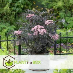 Sambucus Nigra 'black Lace' - Set De 4 - Pot 17cm - Hauteur 25-40cm -Promos Jardesia Magasin 64594fe017ff58.54905189