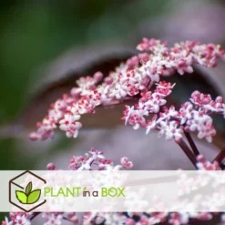 Sambucus Nigra 'black Lace' - Set De 4 - Pot 17cm - Hauteur 25-40cm -Promos Jardesia Magasin 64594fe01c6815.60092599