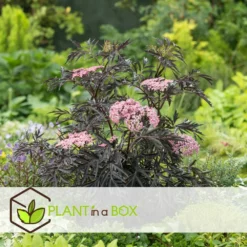 Sambucus Nigra 'black Lace' - Set De 4 - Pot 17cm - Hauteur 25-40cm -Promos Jardesia Magasin 64594fe03806c9.54643939