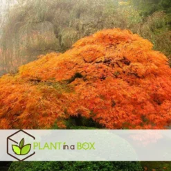 Érable Du Japon 'orange Lace' - érable Du Japon - Pot 19 - Hauteur 60-70cm 9 Érable Du Japon 'orange Lace' - érable Du Japon - Pot 19 - Hauteur 60-70cm -Promos Jardesia Magasin 64594fe398ecf4.82427058