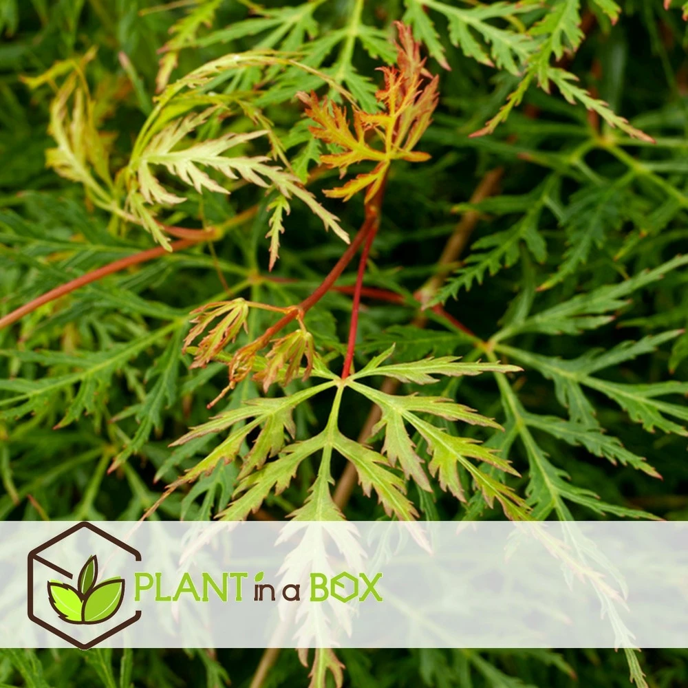 Acer Palmatum 'emerald Lace' - Set De 2 - Erable - Pot 19cm - Hauteur 60-70cm 2 Acer Palmatum 'emerald Lace' - Set De 2 - Erable - Pot 19cm - Hauteur 60-70cm – Image 2