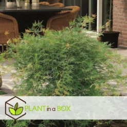 Acer Palmatum 'emerald Lace' - Set De 2 - Erable - Pot 19cm - Hauteur 60-70cm 8 Acer Palmatum 'emerald Lace' - Set De 2 - Erable - Pot 19cm - Hauteur 60-70cm -Promos Jardesia Magasin 64594fe76484d1.79791635
