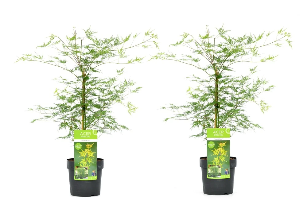 Acer Palmatum 'emerald Lace' - Set De 2 - Erable - Pot 19cm - Hauteur 60-70cm 1 Acer Palmatum 'emerald Lace' - Set De 2 - Erable - Pot 19cm - Hauteur 60-70cm