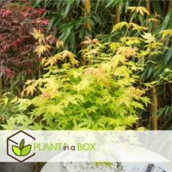 Acer 'orange Dream' - Set De 2 - Erable Japonais - Pot 19cm - Hauteur 60-70cm -Promos Jardesia Magasin 64594fee93e6f8.30303969