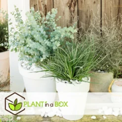 Fascicularia - Set De 2 - Feuilles Bleu-gris - Pot 13cm - Hauteur 20-30cm 8 Fascicularia - Set De 2 - Feuilles Bleu-gris - Pot 13cm - Hauteur 20-30cm -Promos Jardesia Magasin 64594ff3527889.00738581