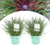 Fascicularia - Set De 2 - Feuilles Bleu-gris - Pot 13cm - Hauteur 20-30cm