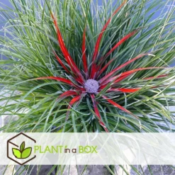 Fascicularia - Set De 2 - Feuilles Bleu-gris - Pot 13cm - Hauteur 20-30cm 7 Fascicularia - Set De 2 - Feuilles Bleu-gris - Pot 13cm - Hauteur 20-30cm -Promos Jardesia Magasin 64594ff35d31b3.50303557