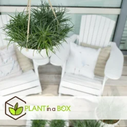 Fascicularia - Set De 2 - Feuilles Bleu-gris - Pot 13cm - Hauteur 20-30cm 9 Fascicularia - Set De 2 - Feuilles Bleu-gris - Pot 13cm - Hauteur 20-30cm -Promos Jardesia Magasin 64594ff376f620.10067684