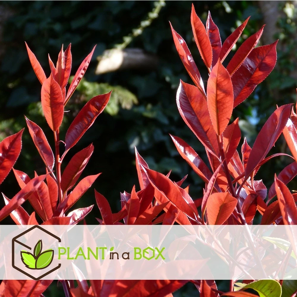 Photinia Fraseri Red Robin - Set De 4 - Pot 17cm - Hauteur 30-40cm 3 Photinia Fraseri Red Robin - Set De 4 - Pot 17cm - Hauteur 30-40cm – Image 3