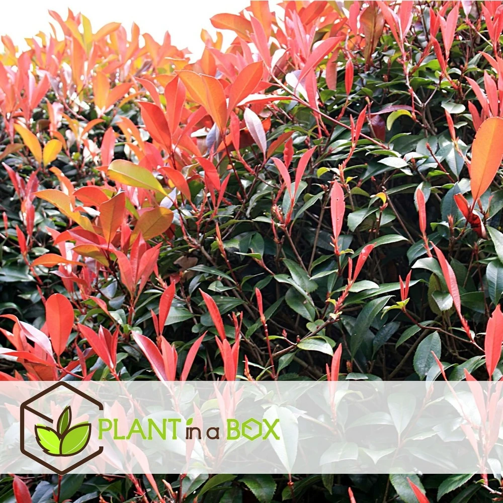 Photinia Fraseri Red Robin - Set De 4 - Pot 17cm - Hauteur 30-40cm 5 Photinia Fraseri Red Robin - Set De 4 - Pot 17cm - Hauteur 30-40cm – Image 5