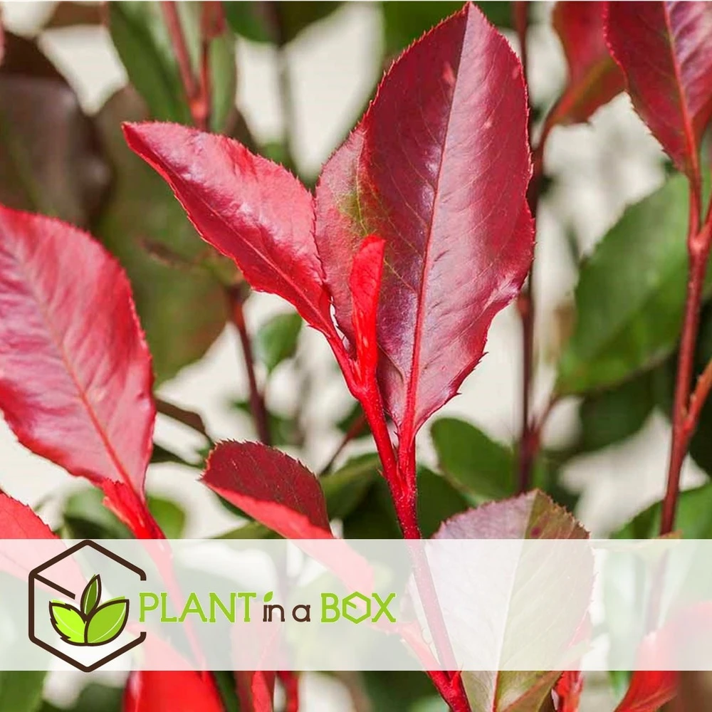 Photinia Fraseri Red Robin - Set De 6 - Pot 17cm - Hauteur 30-40cm 2 Photinia Fraseri Red Robin - Set De 6 - Pot 17cm - Hauteur 30-40cm – Image 2