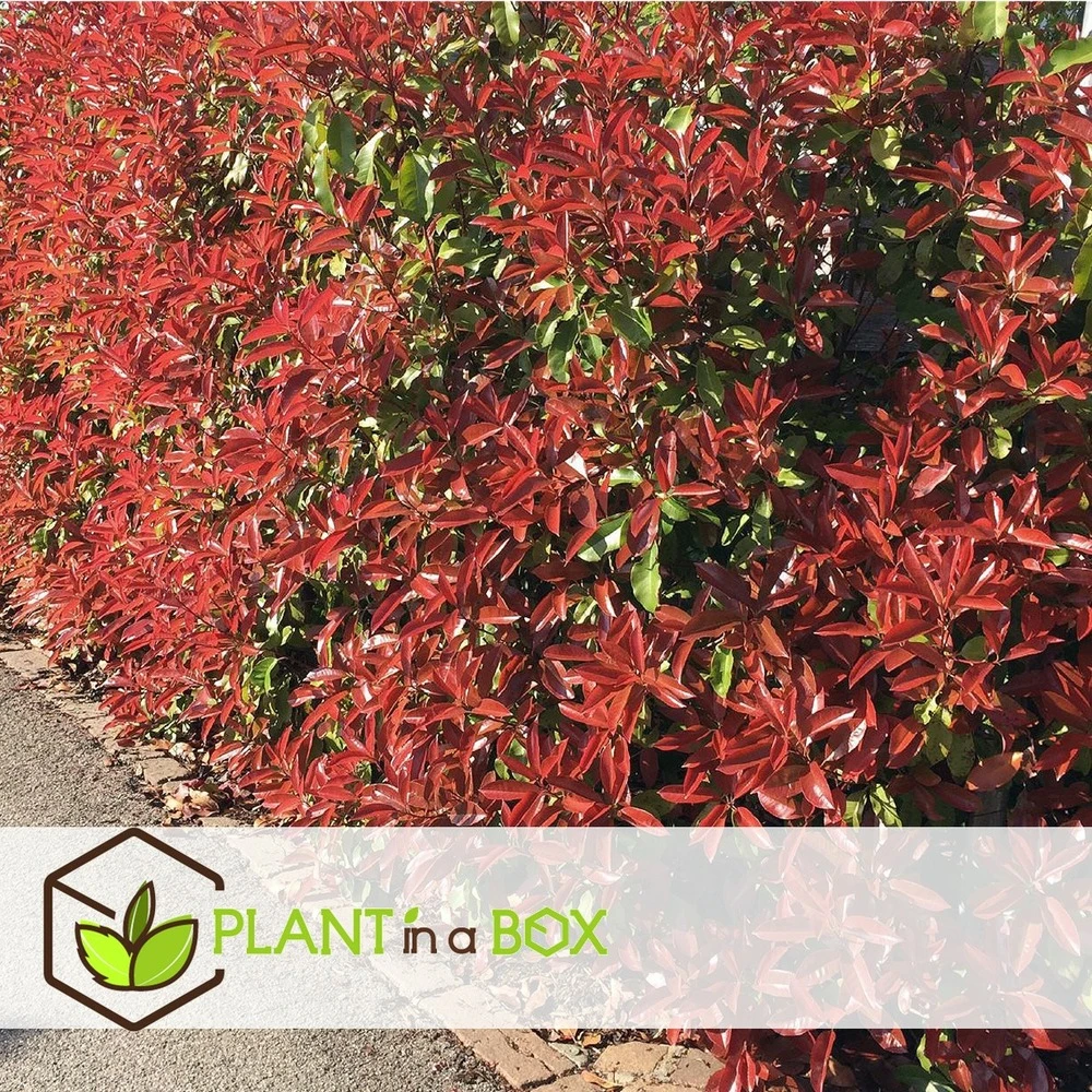 Photinia Fraseri Red Robin - Set De 6 - Pot 17cm - Hauteur 30-40cm 4 Photinia Fraseri Red Robin - Set De 6 - Pot 17cm - Hauteur 30-40cm – Image 4