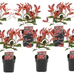 Photinia Fraseri Red Robin - Set De 6 - Pot 17cm - Hauteur 30-40cm