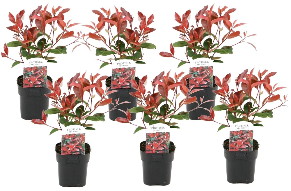 Photinia Fraseri Red Robin - Set De 6 - Pot 17cm - Hauteur 30-40cm 1 Photinia Fraseri Red Robin - Set De 6 - Pot 17cm - Hauteur 30-40cm