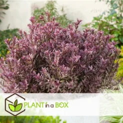 Hebe Pinguifolia - Mélange De 12 - Arbuste - Pot 10.5cm - Hauteur 15-20cm 7 Hebe Pinguifolia - Mélange De 12 - Arbuste - Pot 10.5cm - Hauteur 15-20cm -Promos Jardesia Magasin 6459500e64f3c6.09711097