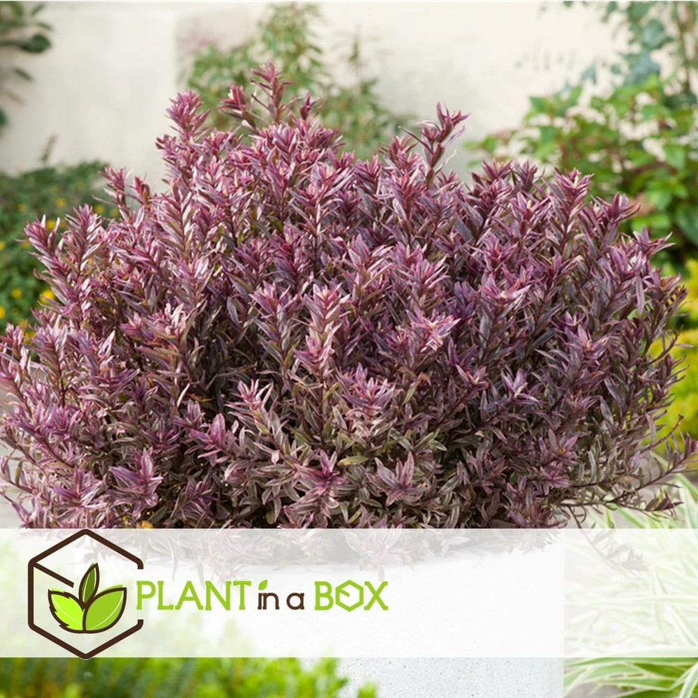 Hebe Pinguifolia - Mélange De 12 - Arbuste - Pot 10.5cm - Hauteur 15-20cm 3 Hebe Pinguifolia - Mélange De 12 - Arbuste - Pot 10.5cm - Hauteur 15-20cm – Image 3