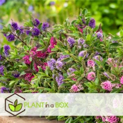 Hebe Pinguifolia - Mélange De 12 - Arbuste - Pot 10.5cm - Hauteur 15-20cm 8 Hebe Pinguifolia - Mélange De 12 - Arbuste - Pot 10.5cm - Hauteur 15-20cm -Promos Jardesia Magasin 6459500e708ff1.21350477