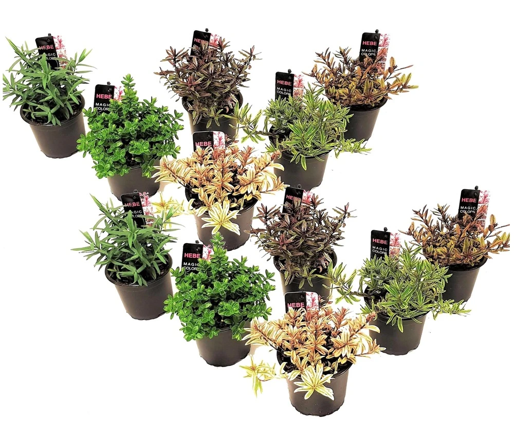 Hebe Pinguifolia - Mélange De 12 - Arbuste - Pot 10.5cm - Hauteur 15-20cm 1 Hebe Pinguifolia - Mélange De 12 - Arbuste - Pot 10.5cm - Hauteur 15-20cm