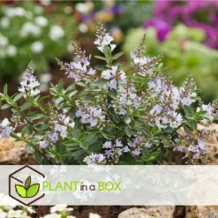 Hebe Pinguifolia - Mélange De 12 - Arbuste - Pot 10.5cm - Hauteur 15-20cm 9 Hebe Pinguifolia - Mélange De 12 - Arbuste - Pot 10.5cm - Hauteur 15-20cm -Promos Jardesia Magasin 6459500e849c88.75910708