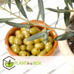 Olea Europaea - Oliviers - Pot 9cm - Hauteur 25-40cm -Promos Jardesia Magasin 6459501218bf44.03120983