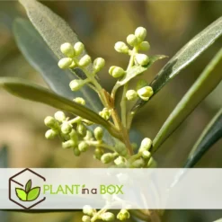 Olea Europaea - Oliviers - Pot 9cm - Hauteur 25-40cm -Promos Jardesia Magasin 64595012239446.66153522