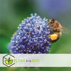 Ceanothus Thyrsiflorus Repens - Set De 2 - Arbuste - Pot 17cm - Hauteur 60-70cm 7 Ceanothus Thyrsiflorus Repens - Set De 2 - Arbuste - Pot 17cm - Hauteur 60-70cm -Promos Jardesia Magasin 6459513fd62423.36549364