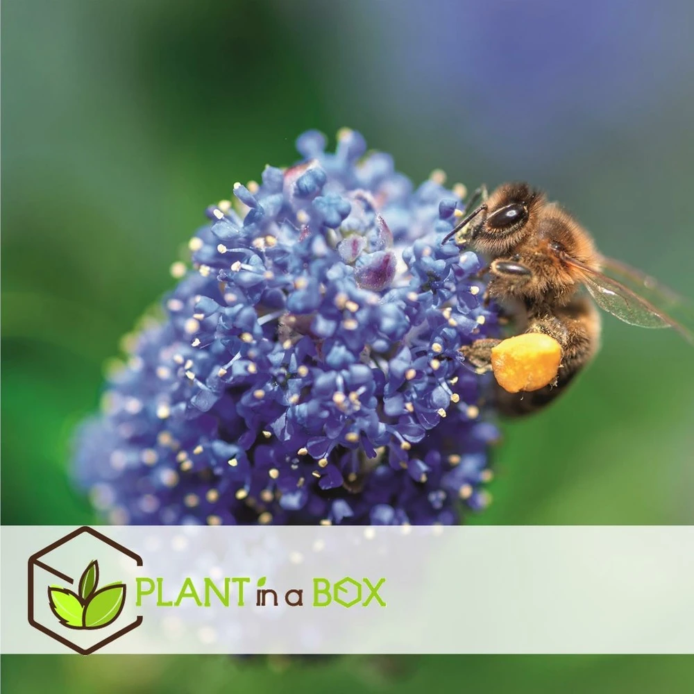 Ceanothus Thyrsiflorus Repens - Set De 2 - Arbuste - Pot 17cm - Hauteur 60-70cm 4 Ceanothus Thyrsiflorus Repens - Set De 2 - Arbuste - Pot 17cm - Hauteur 60-70cm – Image 4