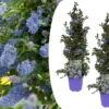 Ceanothus Thyrsiflorus Repens - Set De 2 - Arbuste - Pot 17cm - Hauteur 60-70cm