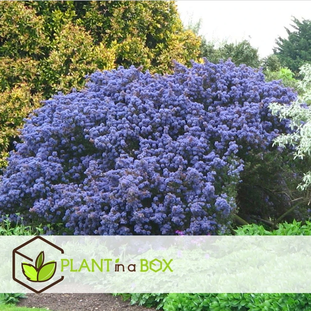 Ceanothus Thyrsiflorus Repens - Set De 2 - Arbuste - Pot 17cm - Hauteur 60-70cm 2 Ceanothus Thyrsiflorus Repens - Set De 2 - Arbuste - Pot 17cm - Hauteur 60-70cm – Image 2
