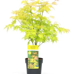 Acer 'orange Dream' - érable Du Japon - Pot 19cm - Hauteur 60-70cm