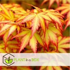 Acer 'orange Dream' - érable Du Japon - Pot 19cm - Hauteur 60-70cm 9 Acer 'orange Dream' - érable Du Japon - Pot 19cm - Hauteur 60-70cm -Promos Jardesia Magasin 645951438cd7a4.16475158