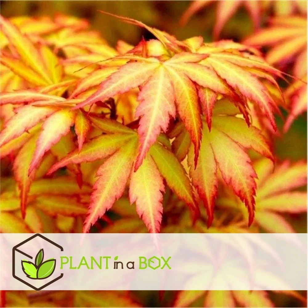 Acer 'orange Dream' - érable Du Japon - Pot 19cm - Hauteur 60-70cm 5 Acer 'orange Dream' - érable Du Japon - Pot 19cm - Hauteur 60-70cm – Image 5