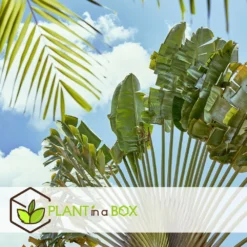 Ravenala Madagascariensis - Set De 6 - Palmier - Pot 9cm - Hauteur 25-40cm -Promos Jardesia Magasin 6459514a4d3af4.73981020