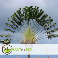 Ravenala Madagascariensis - Set De 6 - Palmier - Pot 9cm - Hauteur 25-40cm -Promos Jardesia Magasin 6459514a638d88.90406025
