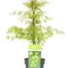 Acer Palmatum 'emerald Lace' - érable Du Japon - Pot 19cm - Hauteur 60-70cm
