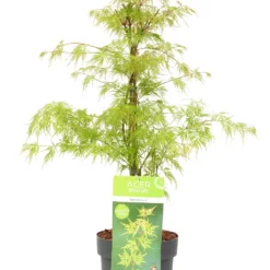 Acer Palmatum 'emerald Lace' - érable Du Japon - Pot 19cm - Hauteur 60-70cm