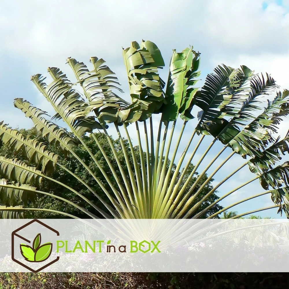 Ravenala Madagascariensis - Set De 3 - Palmier - Pot 9cm - Hauteur 25-40cm 2 Ravenala Madagascariensis - Set De 3 - Palmier - Pot 9cm - Hauteur 25-40cm – Image 2