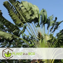 Ravenala Madagascariensis - Set De 3 - Palmier - Pot 9cm - Hauteur 25-40cm 8 Ravenala Madagascariensis - Set De 3 - Palmier - Pot 9cm - Hauteur 25-40cm -Promos Jardesia Magasin 6459515dbfa1c9.26075985