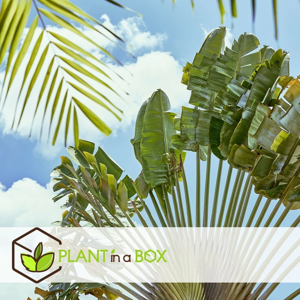 Ravenala Madagascariensis - Set De 3 - Palmier - Pot 9cm - Hauteur 25-40cm 3 Ravenala Madagascariensis - Set De 3 - Palmier - Pot 9cm - Hauteur 25-40cm – Image 3