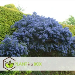 Ceanothus Thyrsiflorus Repens - Arbuste - Pot 17cm - Hauteur 60-70cm 6 Ceanothus Thyrsiflorus Repens - Arbuste - Pot 17cm - Hauteur 60-70cm -Promos Jardesia Magasin 64595167264cf5.38010472