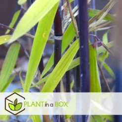 Fargesia Gansu - Set De 4 - Bambou Non Invasif - Pot 17cm - Hauteur 50-70cm 6 Fargesia Gansu - Set De 4 - Bambou Non Invasif - Pot 17cm - Hauteur 50-70cm -Promos Jardesia Magasin 6459516a5d0c52.07792490