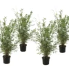Fargesia Gansu - Set De 4 - Bambou Non Invasif - Pot 17cm - Hauteur 50-70cm
