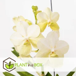 Vanda Tayanee White - Orchidée Tropicale - Magnifique Couleurs - Hauteur 50-60cm 5 Vanda Tayanee White - Orchidée Tropicale - Magnifique Couleurs - Hauteur 50-60cm -Promos Jardesia Magasin 6459521dbdcab9.64992120