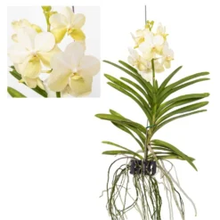 Vanda Tayanee White - Orchidée Tropicale - Magnifique Couleurs - Hauteur 50-60cm