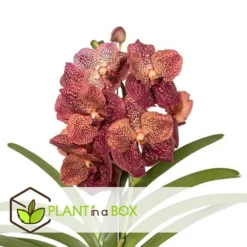 Vanda Leopard Coral - Orchidée Tropicale - Orchidée En Fleur - Hauteur 75-85cm 5 Vanda Leopard Coral - Orchidée Tropicale - Orchidée En Fleur - Hauteur 75-85cm -Promos Jardesia Magasin 64595220aba3b5.16105552