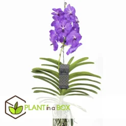 Vanda New Blue - Orchidée Tropicale - Magnifique Couleurs - Hauteur 50-60cm 7 Vanda New Blue - Orchidée Tropicale - Magnifique Couleurs - Hauteur 50-60cm -Promos Jardesia Magasin 64595223977a18.64238423